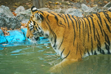 A tigress in the water in an enclosure at the zoo.