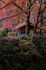 京都府大原三千院秋隠れ