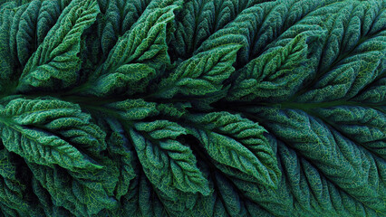 Close-Up of Dark Green Leaf Texture