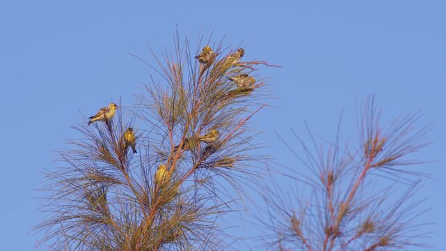 Flock of Eurasian Siskins Perched Atop a Pine Tree.