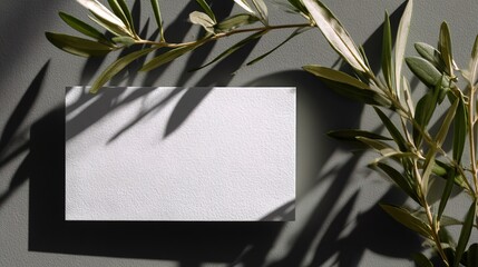 mockup blank card is on gray surface. Olive branches surround card, casting shadows on surface. Natural light comes in, creating simple patterns
