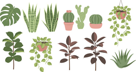 Collection of various houseplants