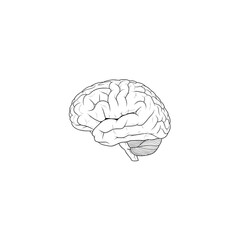 Human Brain Anatomy Intelligence and Mind Concept Vector Illustration