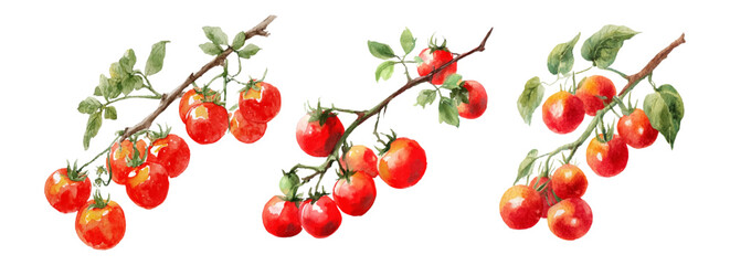 Tomato Branch Set. Watercolor set of red cherry tomatoes on branches, with botanical leaves for organic food design and Mediterranean cuisine graphics.