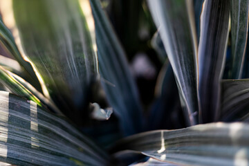 Dracaena Fragrans Leaf Close Up