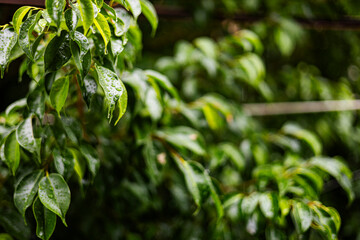 Korean Banyan Gets Rain Mist On Rainy Day
