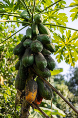 Mealybugs Feeding On Papaya Plant And Fruit