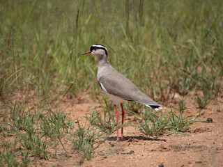 Kronenkiebitz (Vanellus coronatus)