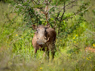 Warzenschwein, Phacochoerus africanus