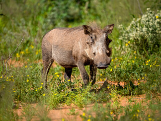 Warzenschwein, Phacochoerus africanus