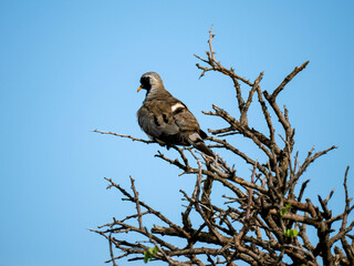 Kaptäubchen (Oena capensis)