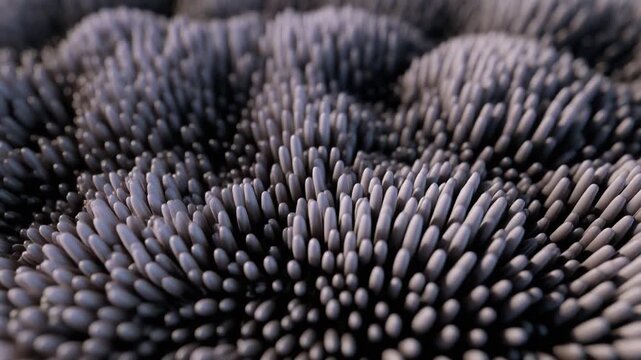 Close-up of a purple sea urchin.