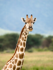 Giraffe, Giraffa camelopardalis