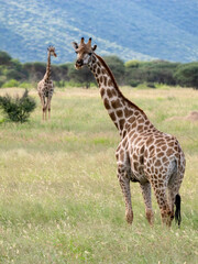 Giraffe, Giraffa camelopardalis