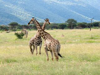 Giraffe, Giraffa camelopardalis