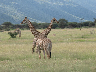 Fototapeta premium Giraffe, Giraffa camelopardalis
