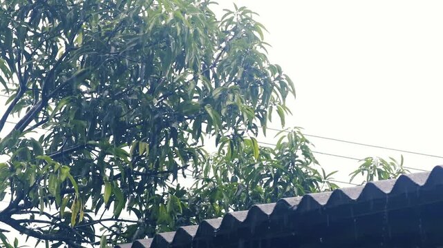 Heavy rain falling on green mango tree leaves and corrugated roof against white sky background