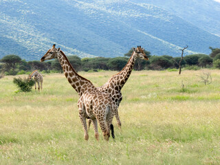 Giraffe, Giraffa camelopardalis