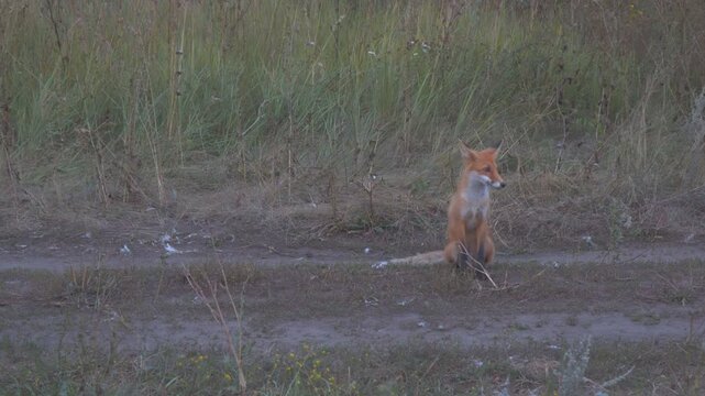 A wild fox at dusk on a country road
