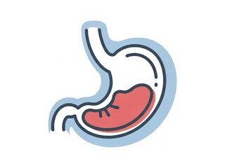 Stomach anatomy illustration, human digestive system, stomach lining, internal organs, health and medicine