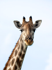 Giraffe, Giraffa camelopardalis
