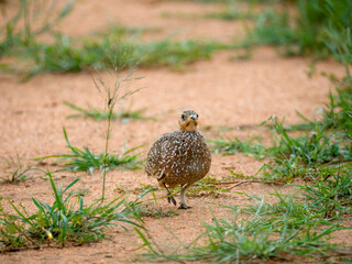 Fleckenflughuhn (Pterocles burchelli)