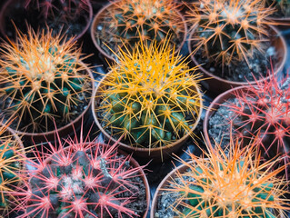 overhead macro closeup of green haworthia or aloe succulent plant in terracotta pot natural texture pattern