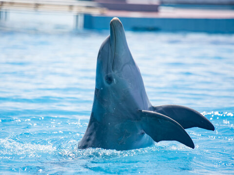 Dolphin Performing in a Blue Pool