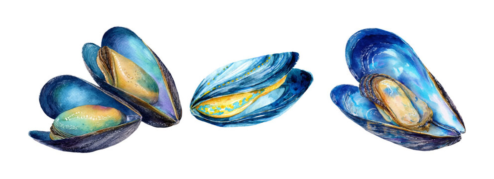Watercolor Mediterranean shell illustration with mussels and seafood. Italian summer coast design perfect for posters, postcards, or decorative prints with nautical motifs.
