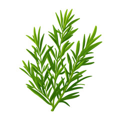 Fototapeta premium Simple flat 2D vector graphic of a Rosemary in modern icon style, isolated on a white canvas