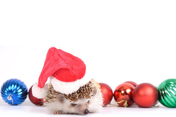 Little hedgehog wearing red Santa Claus hat with ornamental ball.