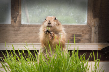 A prairie dogs is eating grass in the enclosure.