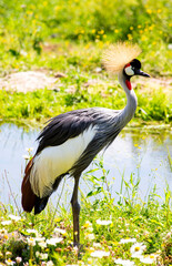 Grey Crowned Crane Standing in Grass Near a Pond on a Sunny Day