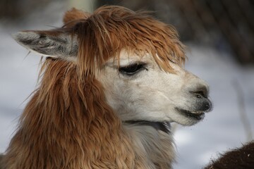 Obraz premium Close Up Portrait of a Brown and White Alpaca in Winter