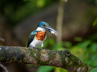 Amazonasfischer (Chloroceryle amazona)