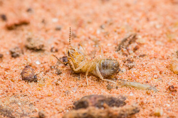 Dead termite insect lying on orange sand