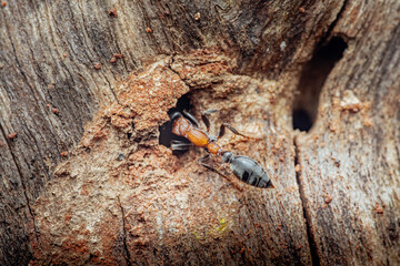 Ant exiting nest in old tree trunk