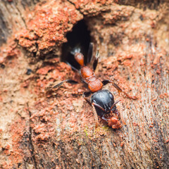 Ant worker carrying food entering underground nest