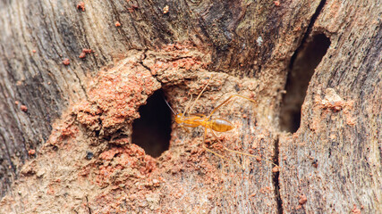 Obraz premium Termite creating mud tube nest on wood surface