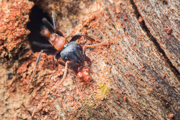 Ant worker carrying debris from nest hole