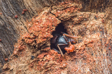 Ant digging nest in wood carrying material
