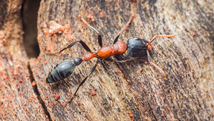 Close up macro of red and black ant on tree bark