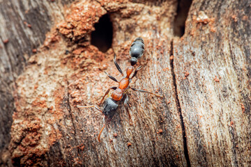 Ant walking on old weathered wood examining its home