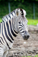 Obraz premium Close Up Portrait of a Zebra in a Zoo Enclosure