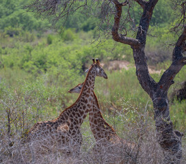 Giraffen im Busch vom Kr&uuml;ger National Park - Kruger Nationalpark S&uuml;dafrika