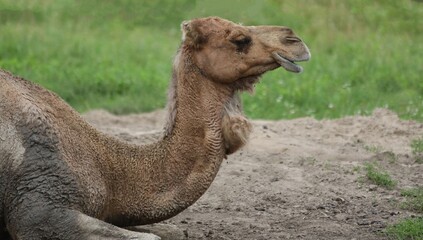 Camel Resting in Sandy Area at a Zoo