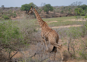 Giraffe im Busch vom Kr&uuml;ger National Park - Kruger Nationalpark S&uuml;dafrika