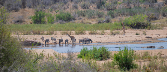 Aussicht und Landschaft - Flora Botanik Busch im Kr&uuml;ger National Park - Kruger Nationalpark