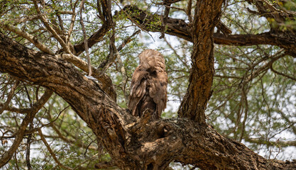 Verreaux-Uhu - Verreaux's Eagle-Owl im Busch vom Kr&uuml;ger National Park S&uuml;dafrika