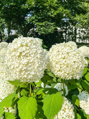 White Hydrangea Blossoms in Park